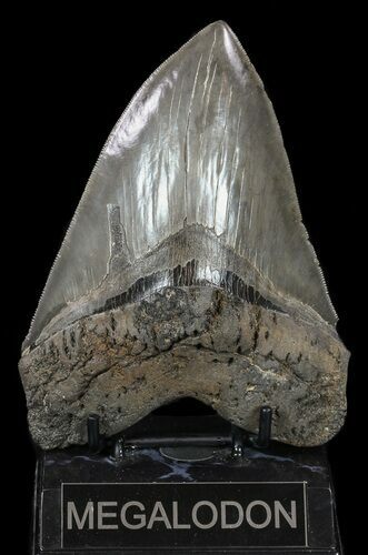 Massive, Megalodon Tooth - Serrated Blade #57186